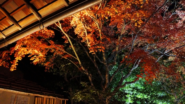 美しい紅葉につつまれた圓徳院の鮮やかな紅葉ライトアップ