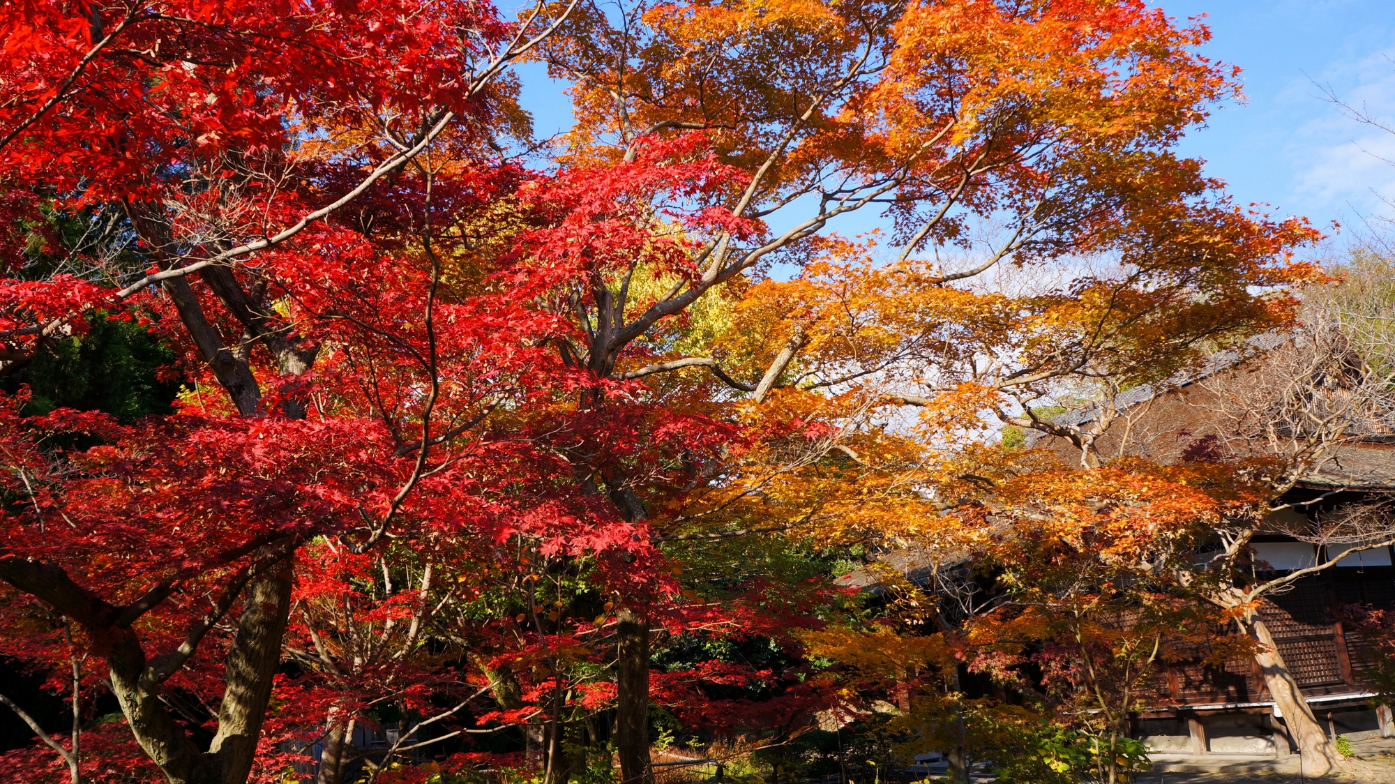 勧修寺の色とりどりの雄大な紅葉