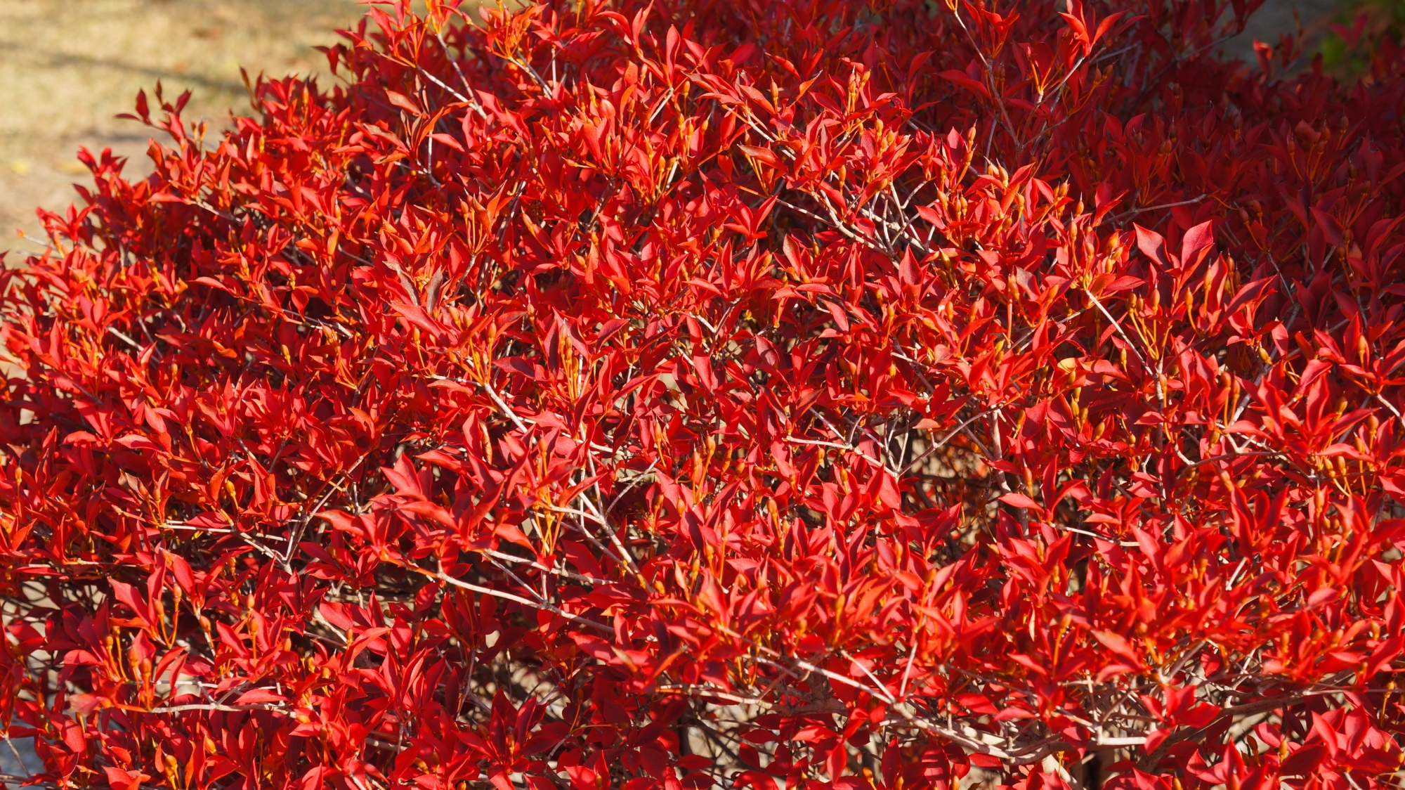 勧修寺の真っ赤なツツジの葉