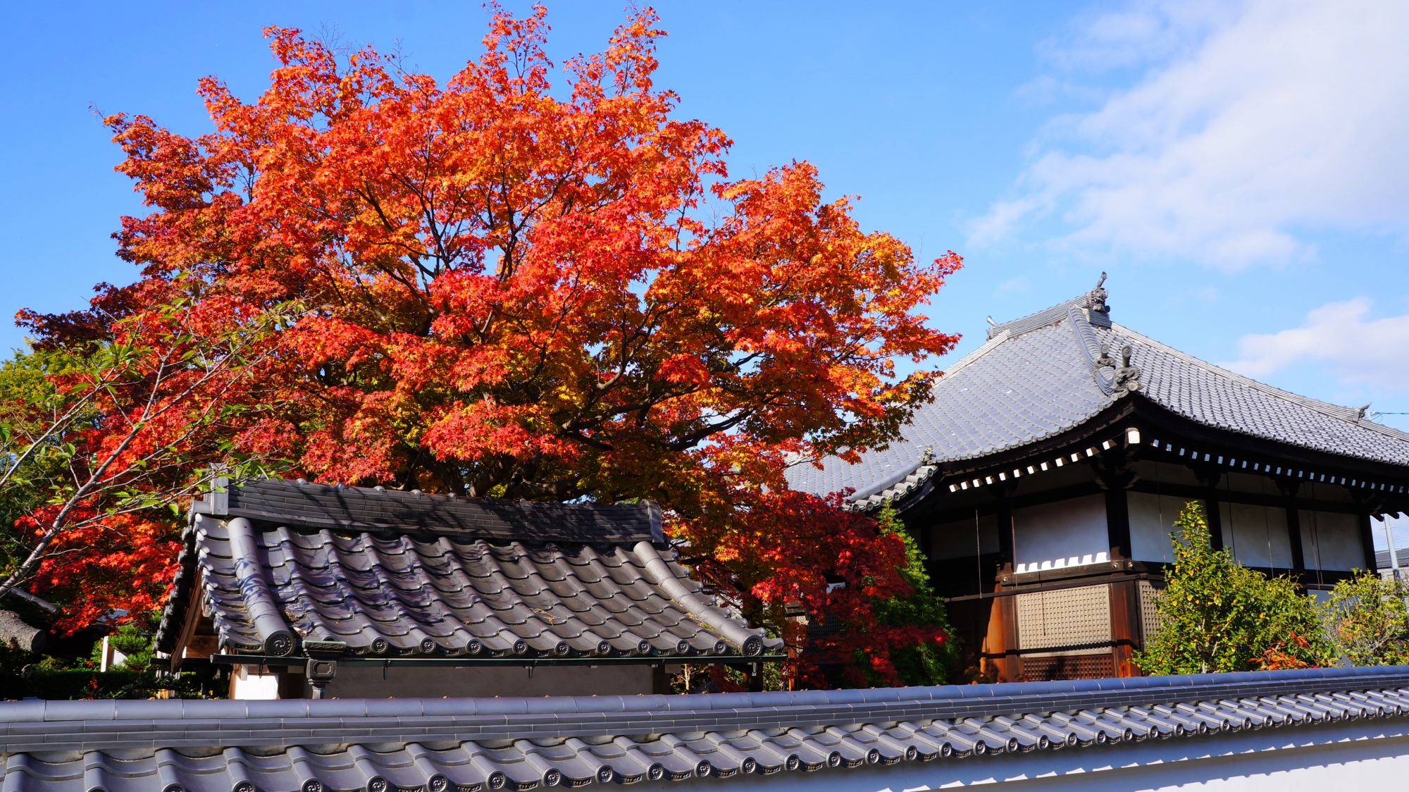 随心院の塔頭寺院の大乗院と溢れる紅葉