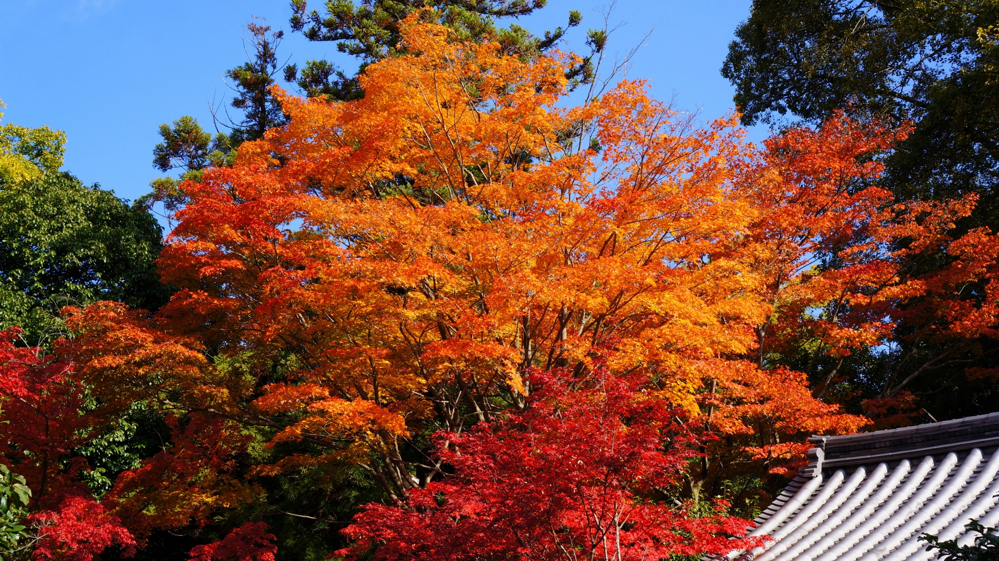 鮮やかで美しい紅葉に染まる秋の小町堂