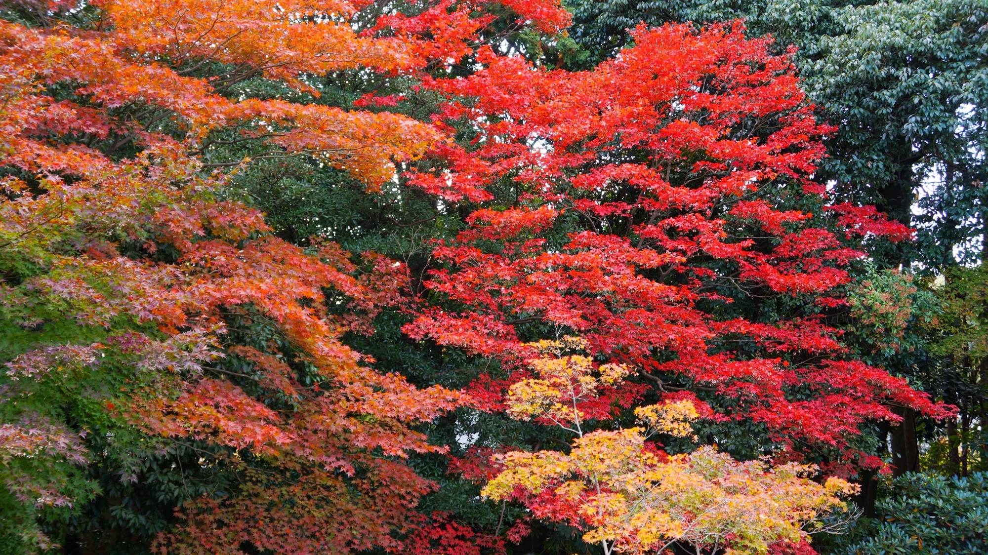 随心院の深い緑の中で溢れる多彩な紅葉