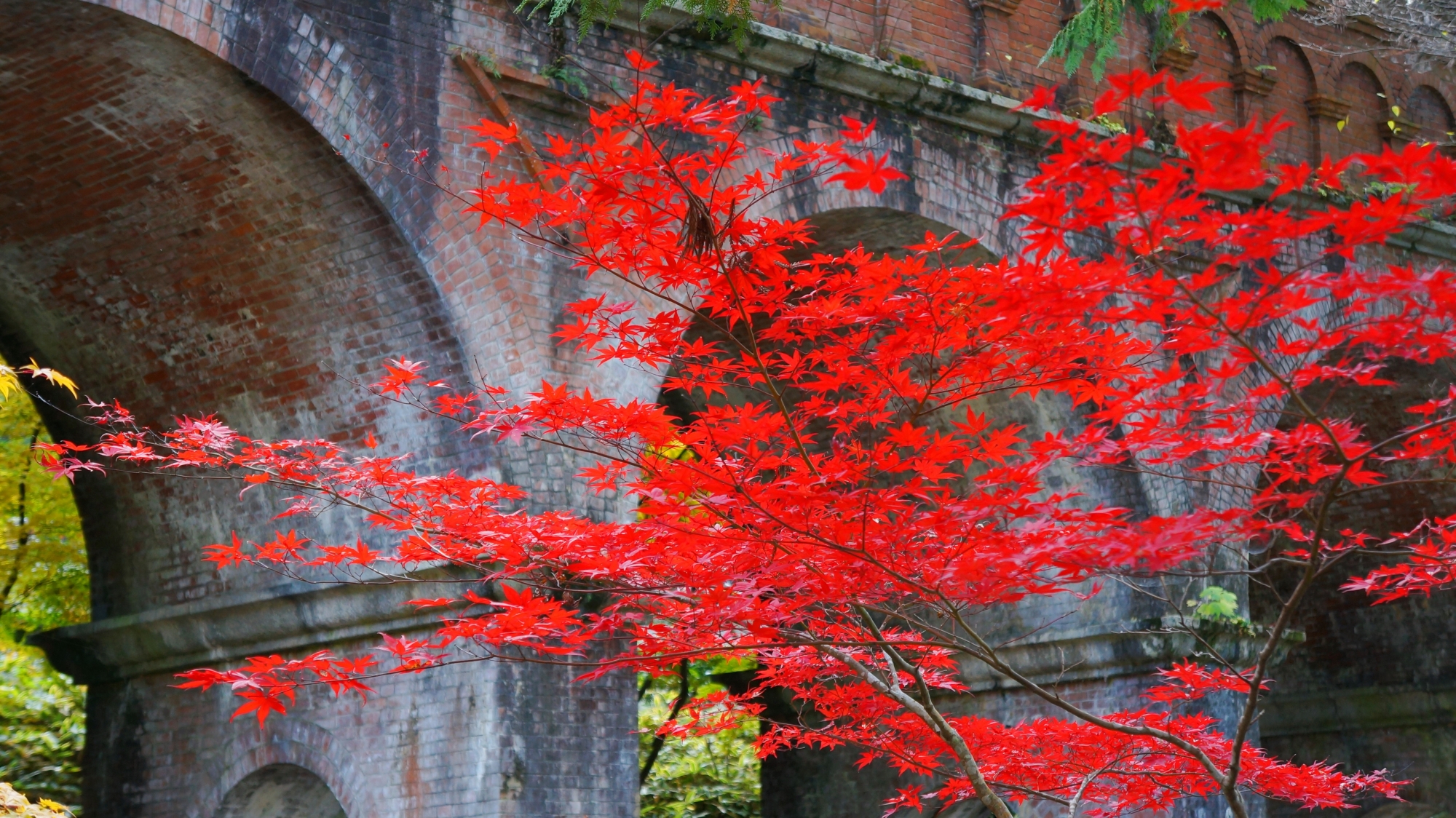 水路閣を染める妖艶な真っ赤な紅葉