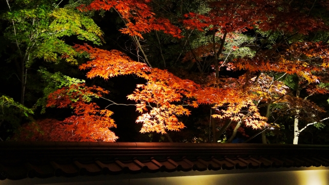 禅林寺 総門から中門 見頃の紅葉 ライトアップ