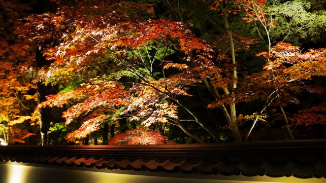 永観堂の総門から中門の見ごろの紅葉のライトアップ