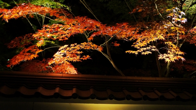 紅葉にそまった永観堂の総門から中門のライトアップ