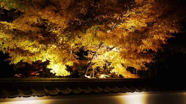 紅葉につつまれた永観堂の総門から中門のライトアップ
