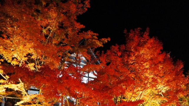 Eikando 庫裡（鶴寿台） 見ごろの紅葉 ライトアップ 11月