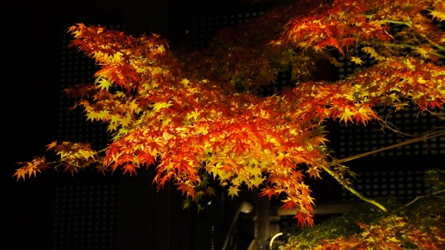 禅林寺（永観堂）の阿弥陀堂と見ごろの華やかな紅葉のライトアップ