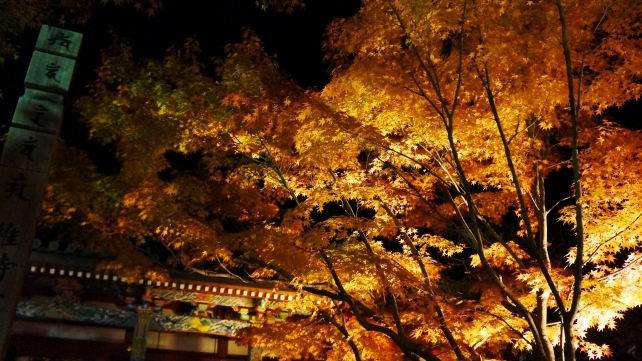 綺麗な紅葉につつまれた永観堂の阿弥陀堂のライトアップ