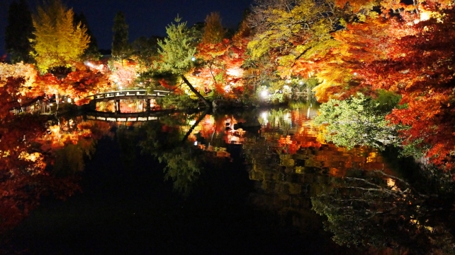 綺麗な紅葉につつまれた永観堂の放生池のライトアップ
