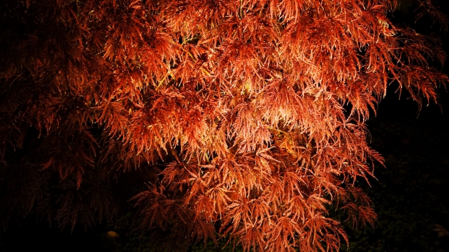 永観堂の放生池付近の見ごろの紅葉のライトアップ