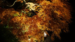 永観堂の放生池付近の見ごろの紅葉のライトアップ 2013年11月