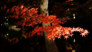 永観堂の放生池付近の見頃の紅葉のライトアップ 2013年11月21日