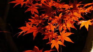 放生池付近の見頃の紅葉のライトアップ 11月21日