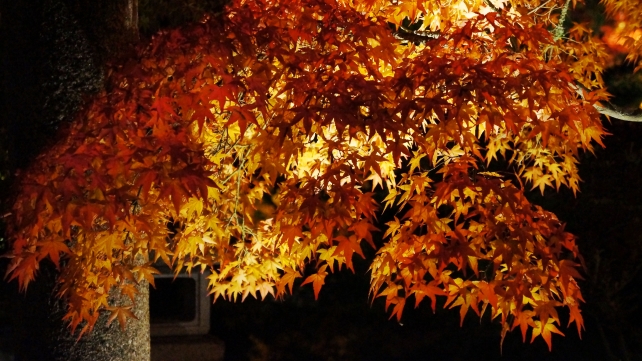 見ごろの紅葉にそまった永観堂の弁天島のライトアップ