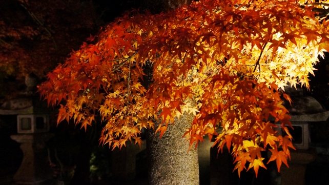 美しい紅葉につつまれた永観堂の弁天島のライトアップ