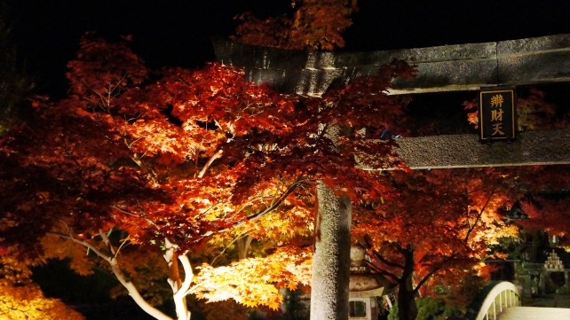 禅林寺 弁天島 見ごろの紅葉 ライトアップ