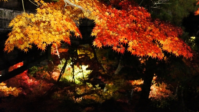 禅林寺（永観堂）の放生池にかかる錦雲橋の見ごろの紅葉のライトアップ
