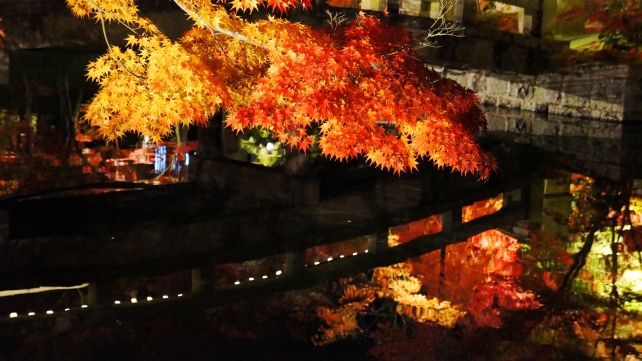紅葉に染まった永観堂の放生池にかかる錦雲橋のライトアップ