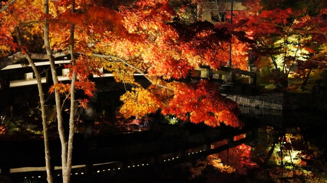 永観堂の放生池にかかる錦雲橋の見ごろの紅葉のライトアップ