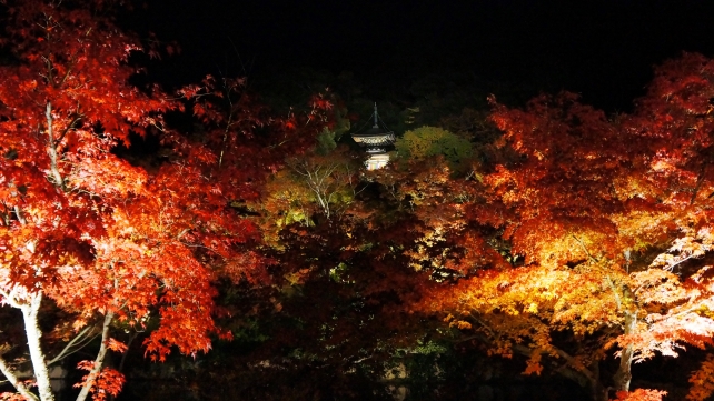 永観堂の多宝塔と見ごろの紅葉のライトアップ