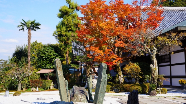 紅葉にそまった京都圓光寺の庫裡前石庭「奔龍庭」