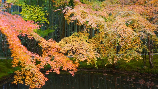 美しい紅葉に染まった圓光寺の栖龍池