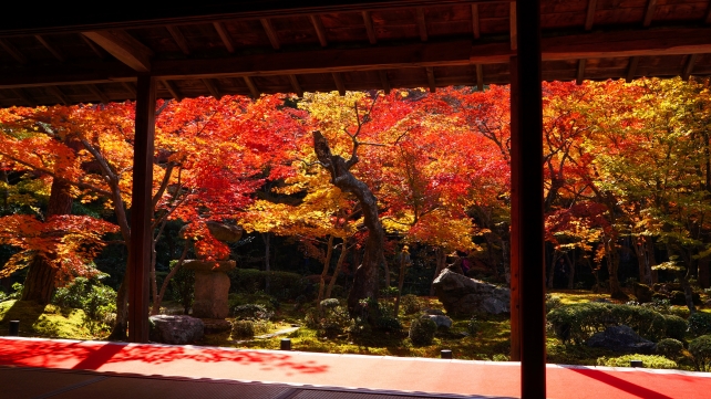 京都洛北圓光寺の書院から眺めた十牛之庭の見ごろの紅葉