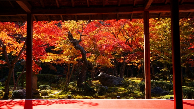 きらきらの紅葉につつまれた洛北の名所の圓光寺の書院から眺めた十牛之庭