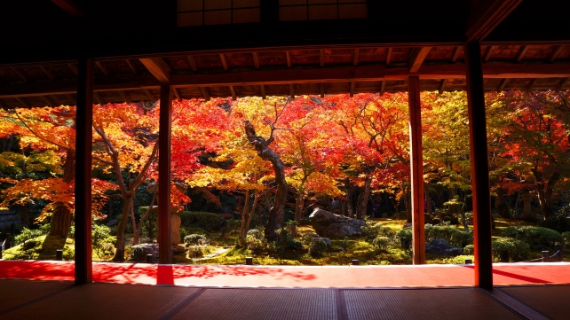 黄金の紅葉にそまった圓光寺の書院から眺めた十牛之庭
