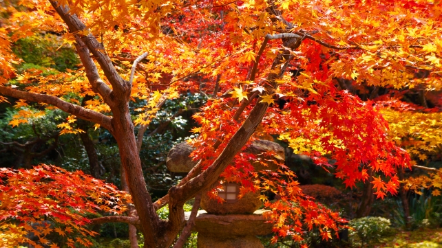 見ごろの紅葉に染まった圓光寺の十牛之庭と燈籠 11月