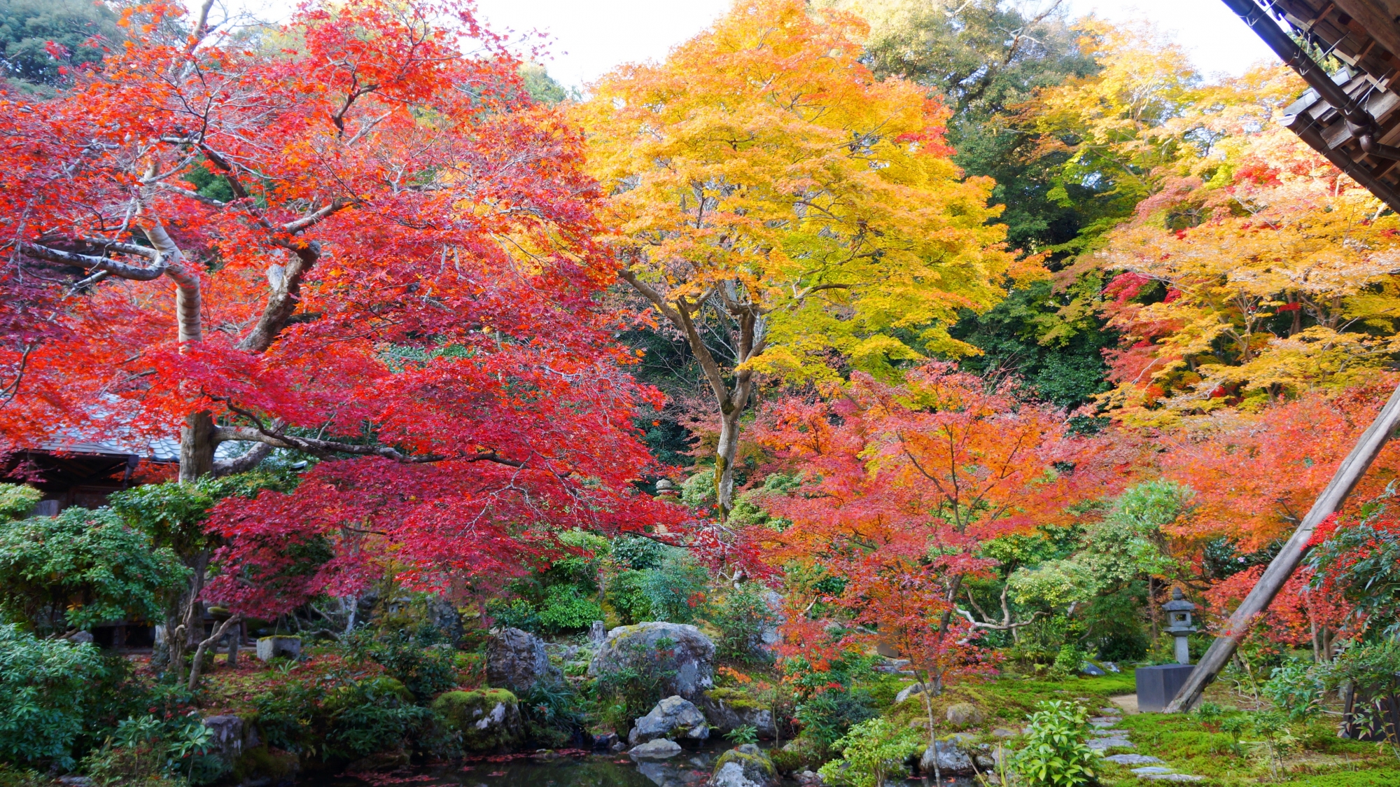 見事な紅葉の溢れる秋の実相院の庭園