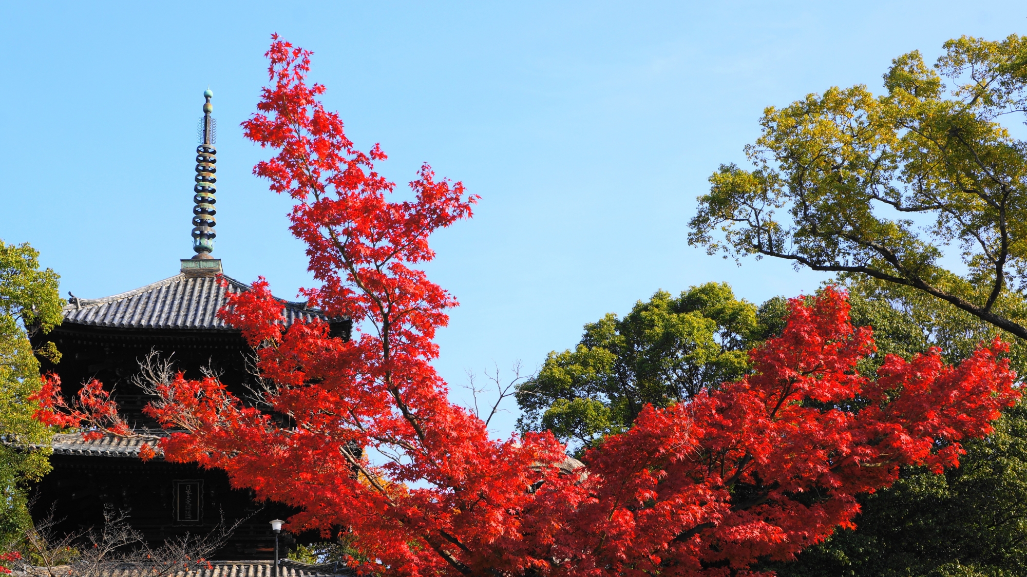 金戒光明寺の三重塔と秋晴れの青空を見事に彩る紅葉
