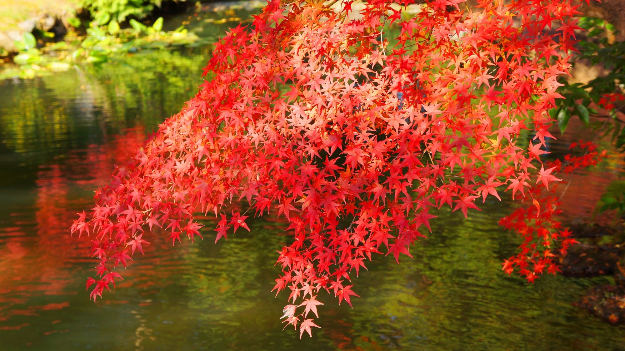 方丈北庭の水辺を華やかに彩る見事な紅葉