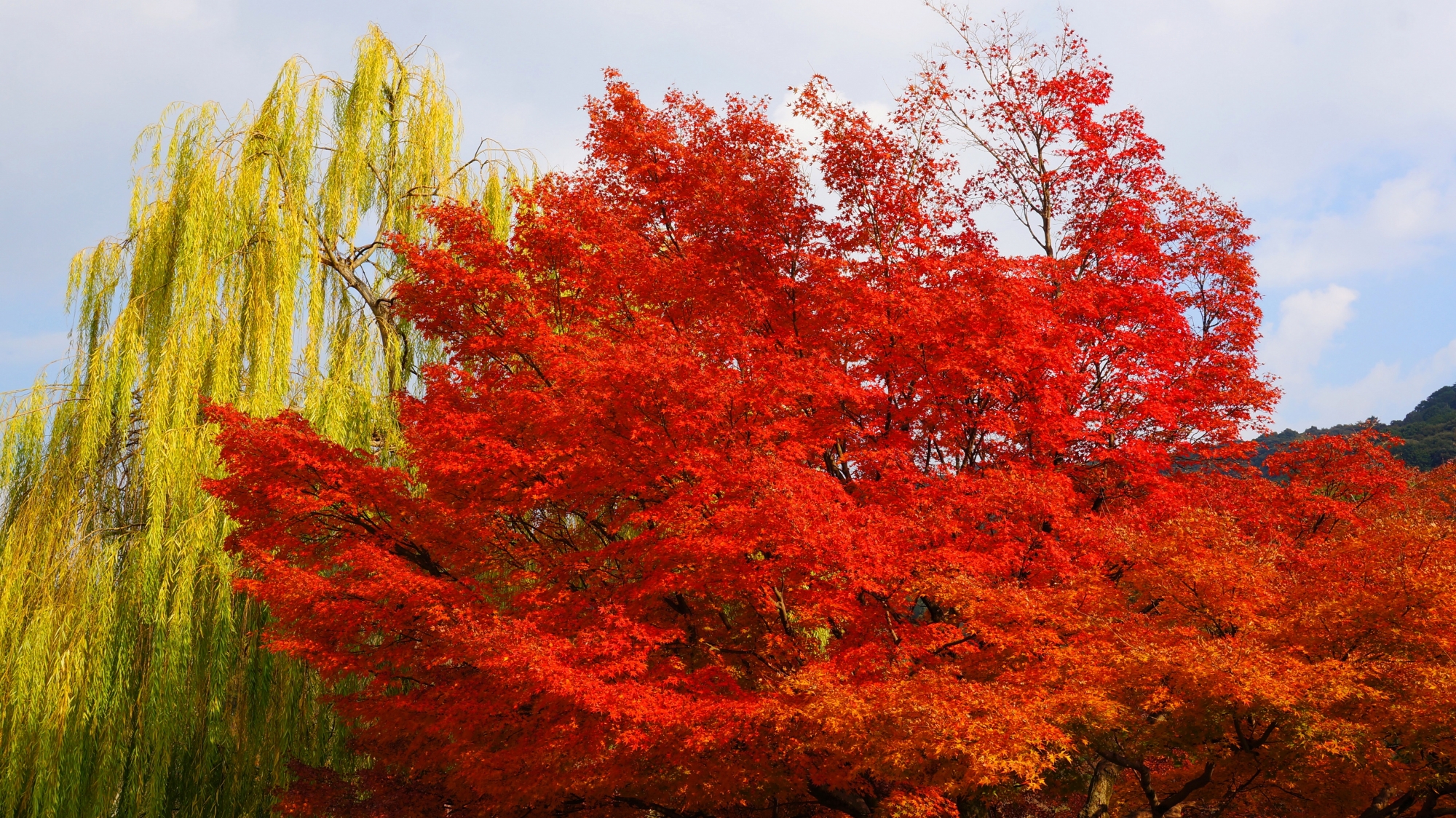 円山公園 紅葉　京都の美しい紅葉と柳