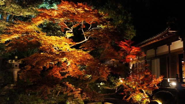 Shoren-in Temple Kyoto autumn leaves 相阿弥の庭 龍心池 紅葉 見ごろ ライトアップ