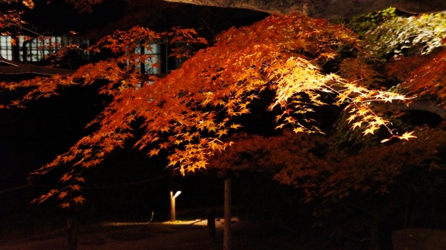 青蓮院の霧島の庭の紅葉ライトアップ