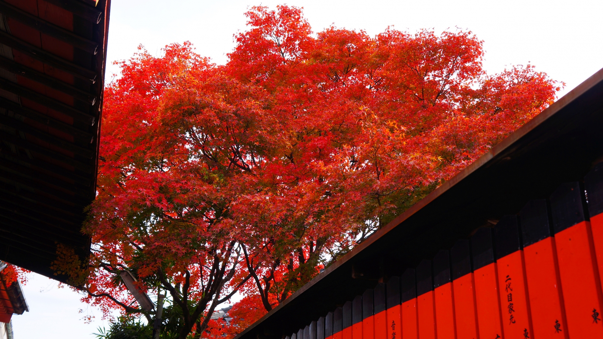 芸能神社の社殿や玉垣の間から見える真っ赤な紅葉