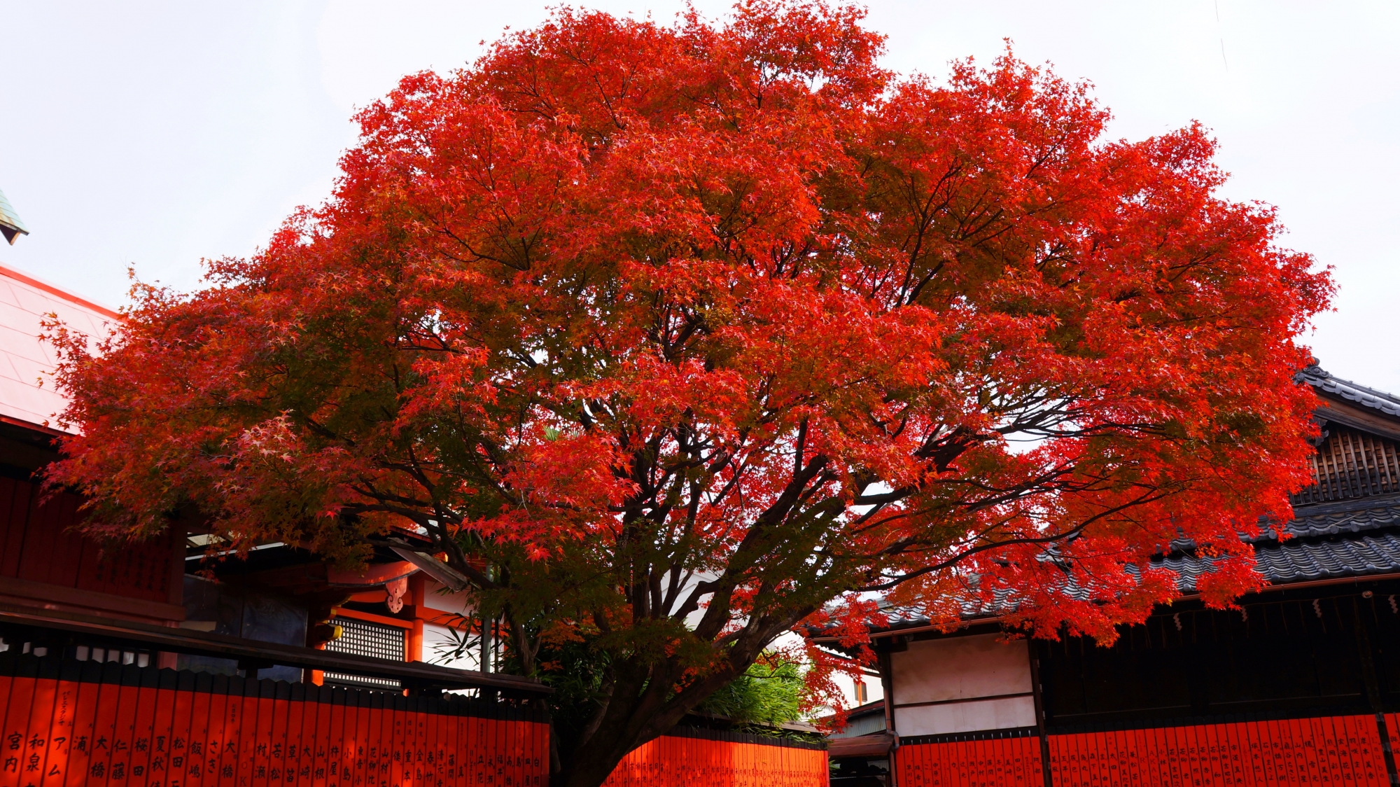 芸能神社の赤い玉垣と燃えるような真っ赤な紅葉
