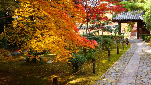 綺麗な紅葉に染まった鹿王院の山門から中門にかけての参道