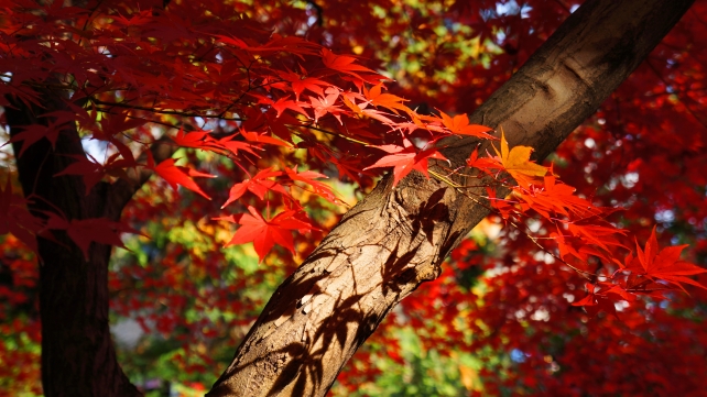 鹿王院の春香稲荷大神付近の見頃の真っ赤な紅葉