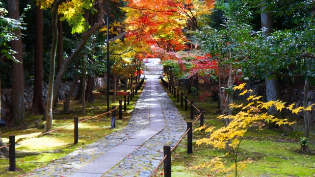 参道（中門～山門）の見ごろの綺麗な紅葉