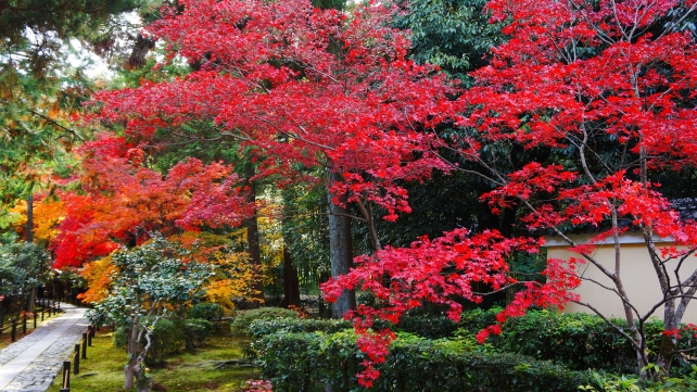 鹿王院の参道（中門付近）の見ごろの優美な紅葉