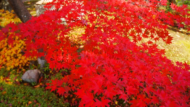 見ごろの紅葉に染まった鹿王院の庫裡前の庭園