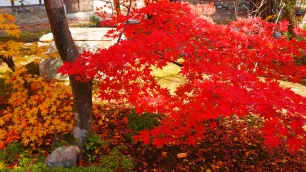 鹿王院の庫裡（前庭）と見ごろの紅葉