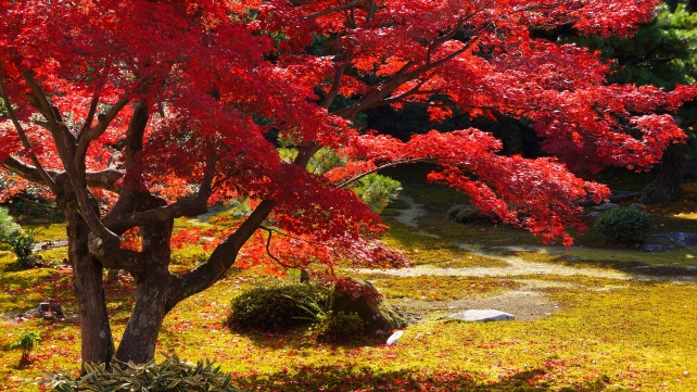 嵐山 紅葉の穴場 鹿王院 本庭 見ごろの紅葉 苔