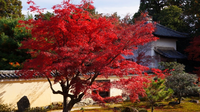 鹿王院の本庭の見ごろの綺麗な紅葉