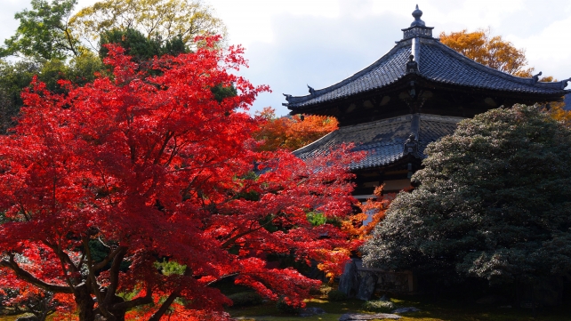 舎利殿と本庭の見ごろの真っ赤な紅葉