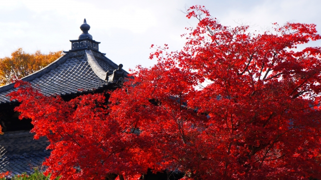 紅葉の名所の鹿王院の舎利殿と本庭の見ごろの紅葉